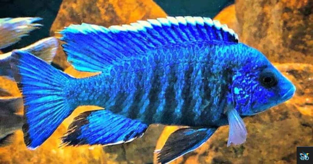 Peacock Cichlid Overview