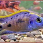 Peacock Cichlids