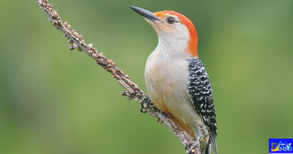 Red-bellied Woodpecker