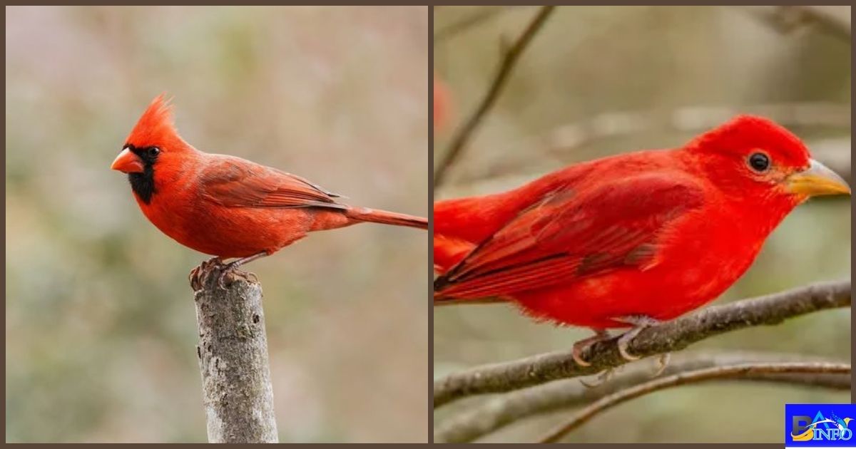 Red Birds In South Carolina