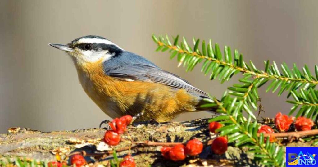 Red-Breasted Nuthatch