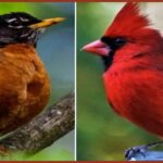 Red Robin Bird Vs Cardinal