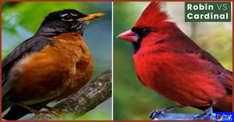 Red Robin Bird Vs Cardinal