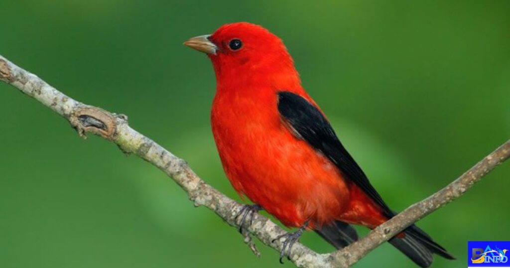 Scarlet Tanager