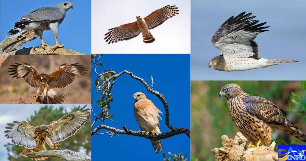 The 8 Hawks of Tennessee