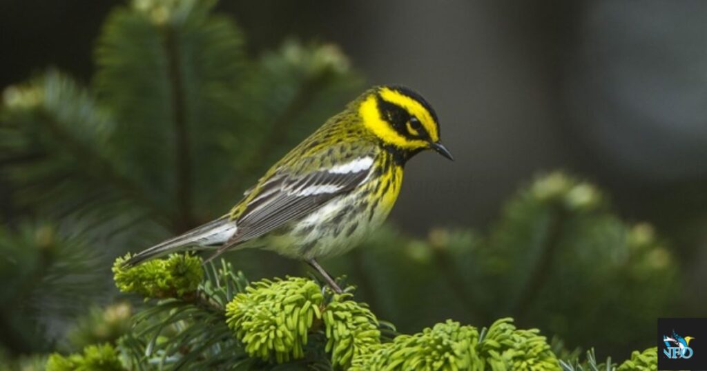 Townsend's Warbler