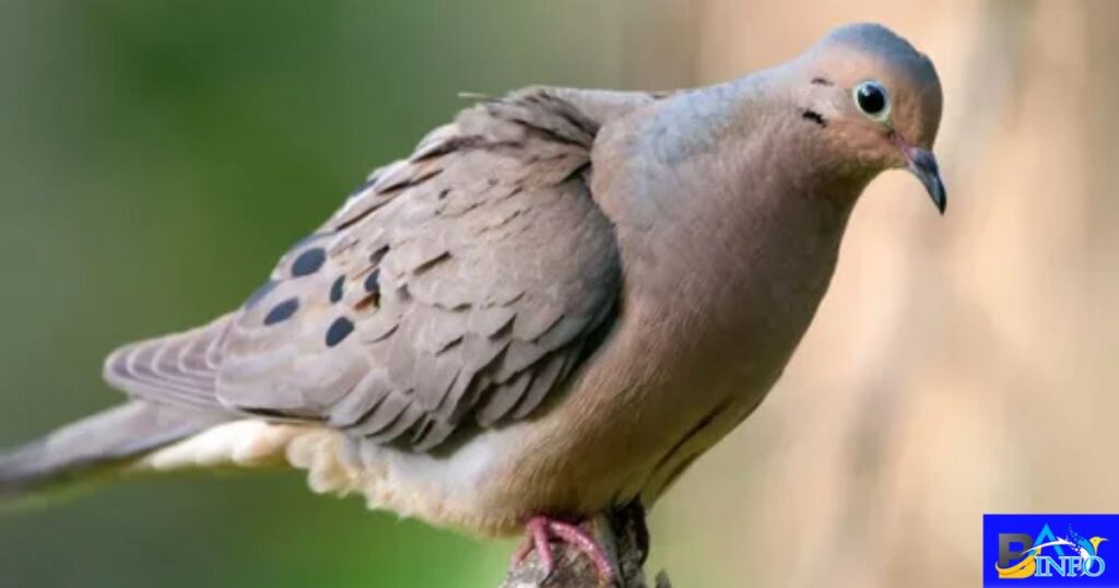 What Does it Mean When a Dove Coo