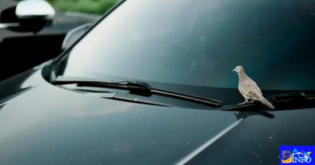 What It Means When Birds Fly in Front of Your Car