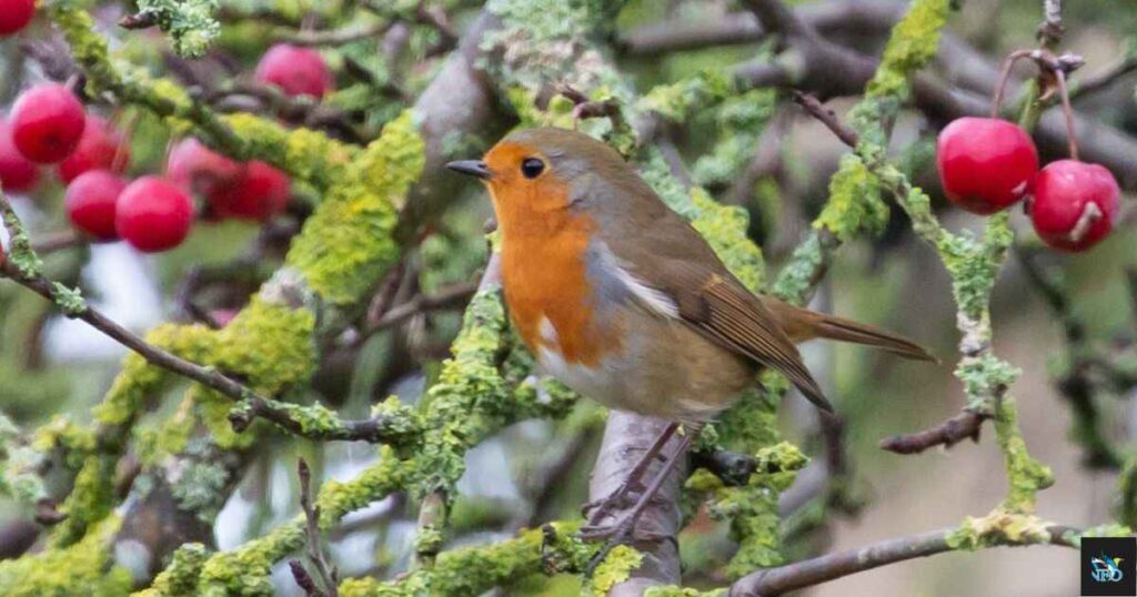 What It Means When You See a Robin