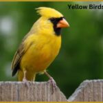 Yellow Birds In Arizona