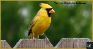 Yellow Birds In Arizona