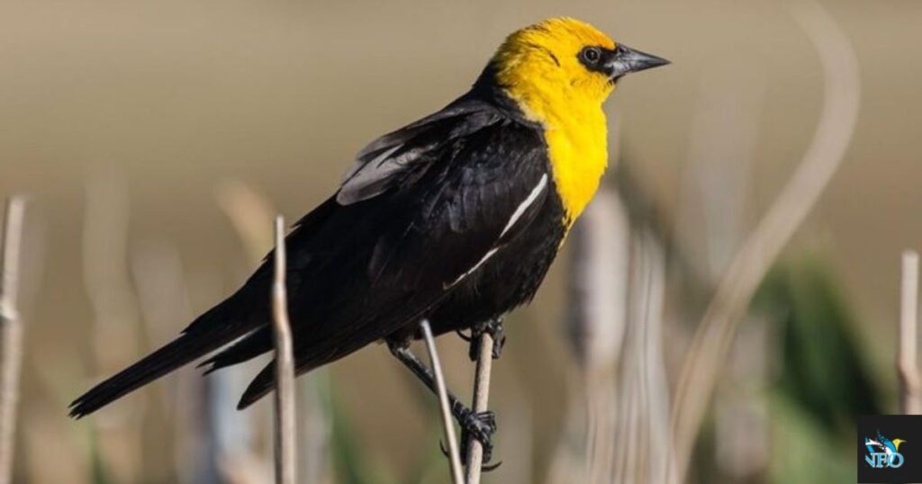 Yellow-headed Blackbird